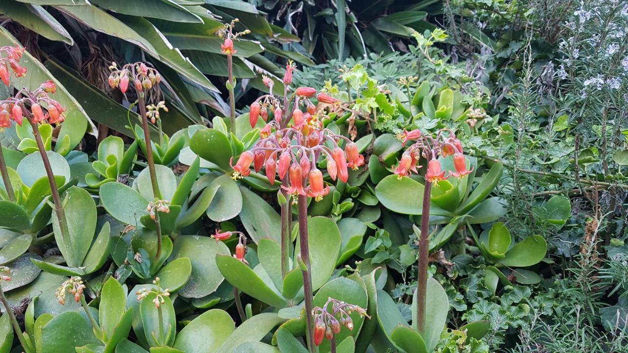 דירות Orangeraie Du Cap D'אנטיב מראה חיצוני תמונה
