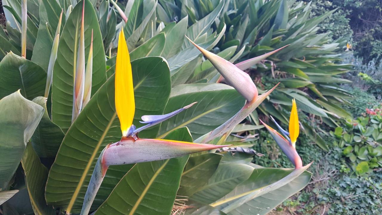 דירות Orangeraie Du Cap D'אנטיב מראה חיצוני תמונה